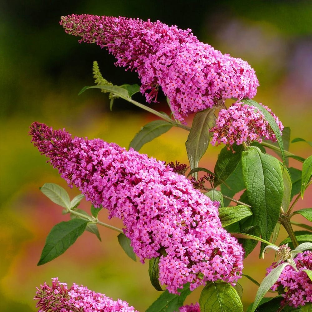 Liliacul de Vara Pink Delight (Buddleja) - VERDENA-60-80 cm inaltime, livrat in ghiveci de 10 l