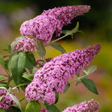 Liliacul de Vara Pink Delight (Buddleja) - VERDENA-60-80 cm inaltime, livrat in ghiveci de 10 l