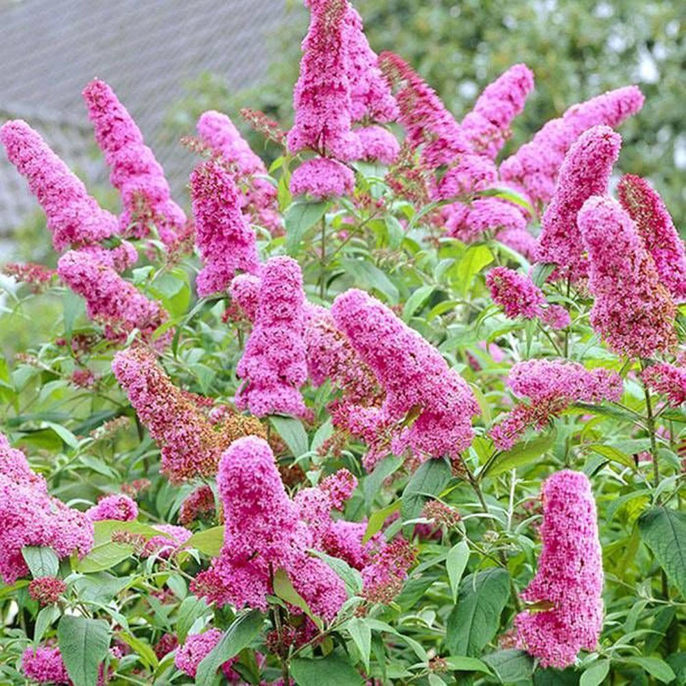 Liliacul de Vara Pink Delight (Buddleja) - VERDENA-60-80 cm inaltime, livrat in ghiveci de 10 l