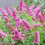 Liliacul de Vara Pink Delight (Buddleja) - VERDENA-60-80 cm inaltime, livrat in ghiveci de 10 l