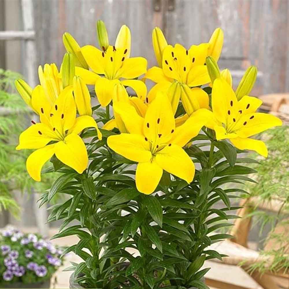 Lilium asiatic – Crin Golden Matrix - VERDENA-35 cm inaltime livrat in ghicevi de 1.3 L