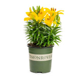 Lilium asiatic – Crin Golden Matrix - VERDENA-35 cm inaltime livrat in ghicevi de 1.3 L