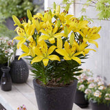 Lilium asiatic – Crin Golden Matrix - VERDENA-35 cm inaltime livrat in ghicevi de 1.3 L