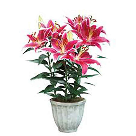 Lilium Asiatic- Crin Starlight Express - VERDENA-65 cm inaltime livrat in ghicevi de 3 L