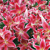 Lilium Asiatic- Crin Starlight Express - VERDENA-65 cm inaltime livrat in ghicevi de 3 L