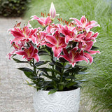 Lilium Asiatic- Crin Starlight Express - VERDENA-65 cm inaltime livrat in ghicevi de 3 L