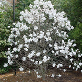 Magnolia alba Stellata - Tip copac - VERDENA-Tulpina de 90 cm inaltime, livrat in ghiveci de 10 l