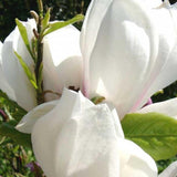 Magnolia Alba Superba, 60-  80 inaltime, in ghiveci de 6L