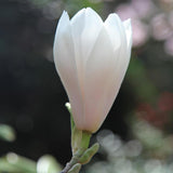 Magnolia Alba Superba, 60-  80 inaltime, in ghiveci de 6L