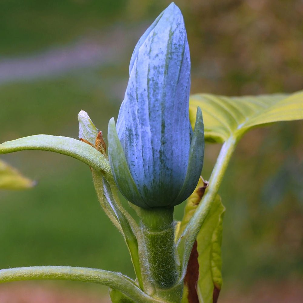 Magnolia Albastra Blue Opal - VERDENA-125-150 cm inaltime, livrat in ghiveci de 20 l