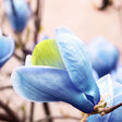 Magnolia Albastra Blue Opal - VERDENA-125-150 cm inaltime, livrat in ghiveci de 20 l