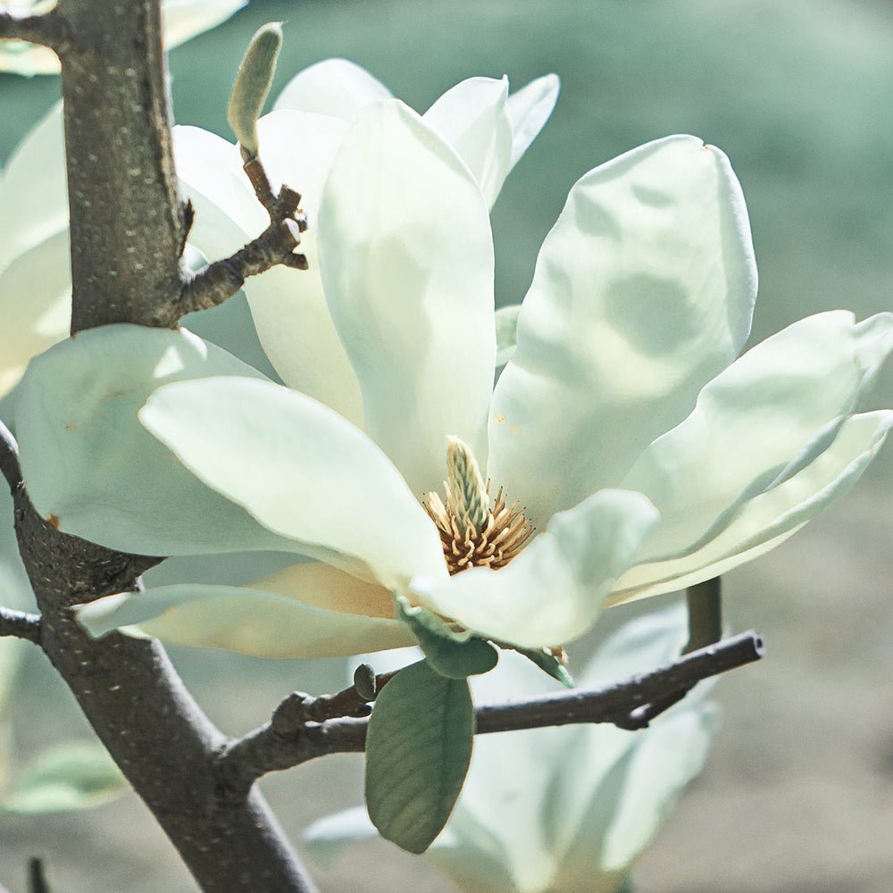 Magnolia Elisa Odenwald - VERDENA-50-60 cm inaltime livrat in ghiveci de 5 L