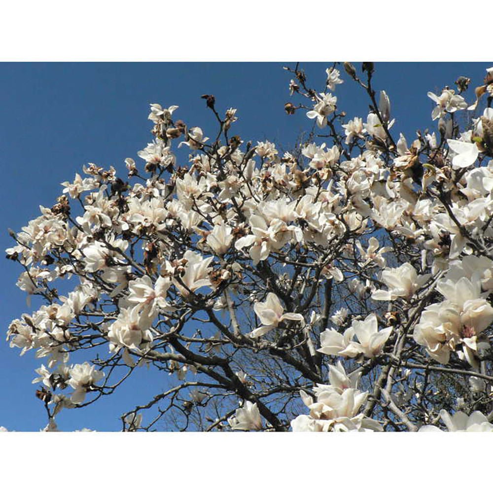 Magnolia Elisa Odenwald - VERDENA-50-60 cm inaltime livrat in ghiveci de 5 L