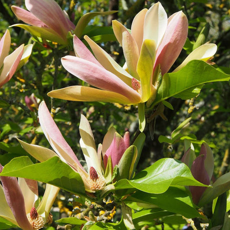Magnolia Evamaria - VERDENA-50-60 cm inaltime livrat in ghiveci de 5 L