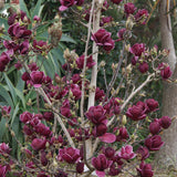 Magnolia Genie, 50-60 cm inaltime, in ghiveci de 4.5L