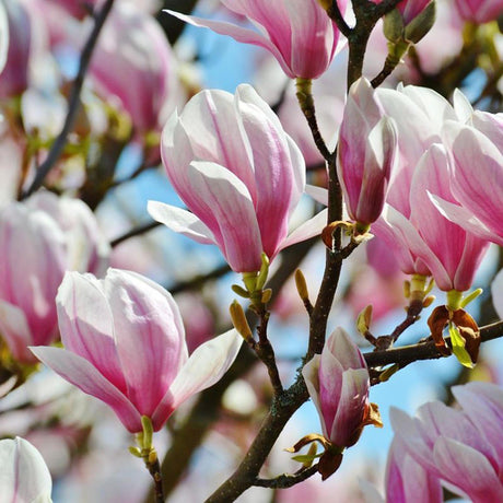 Magnolia George Henry Kern, 80-100 cm inaltime, in ghiveci de 7.5L