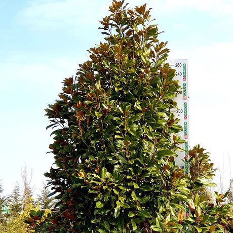 Magnolia Goliath - VERDENA-60+ cm inaltime livrat in ghiveci de 25 L