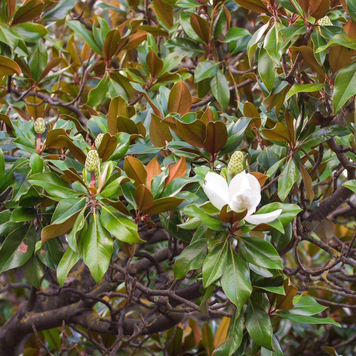 Magnolia Grandiflora Galissonniere - VERDENA-175-200 cm inaltime