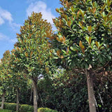 Magnolia Grandiflora Gallisoniensis Vesnic Verde, cu Flori Albe - VERDENA-80-100 cm inaltime, livrat in ghiveci de 6 l