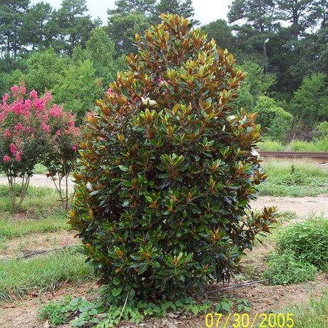 Magnolia Grandiflora Little Gem - VERDENA-40 - 50 cm inaltime in ghiveci de 6 l