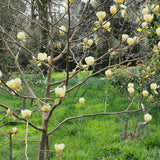 Magnolia Honey Tulip, cu flori aurii-pastel - VERDENA-livrat in ghiveci de 3 l