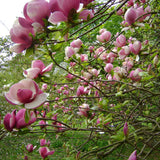 Magnolia Lennei - VERDENA-80-100 cm inaltime livrat in ghiveci de 7.5 L