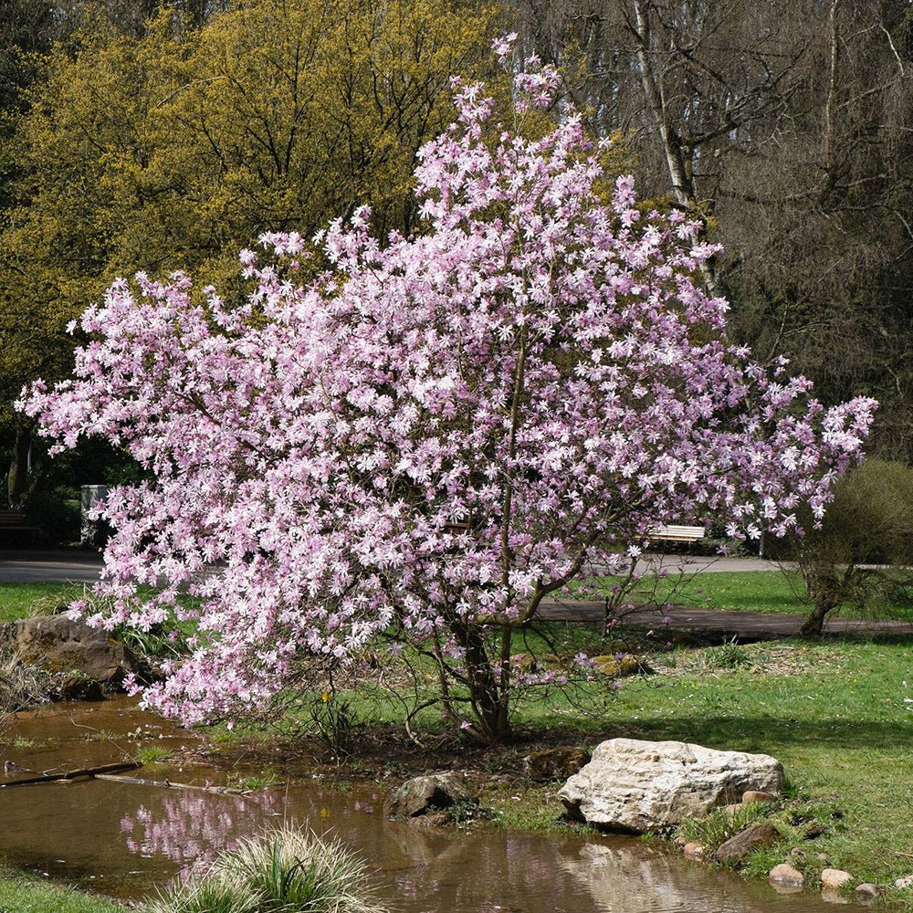 Magnolie roz-pal Leonard Mesel | Verdena – VERDENA