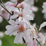 Magnolia Leonard Mesel - VERDENA-livrat in ghiveci de 4 L