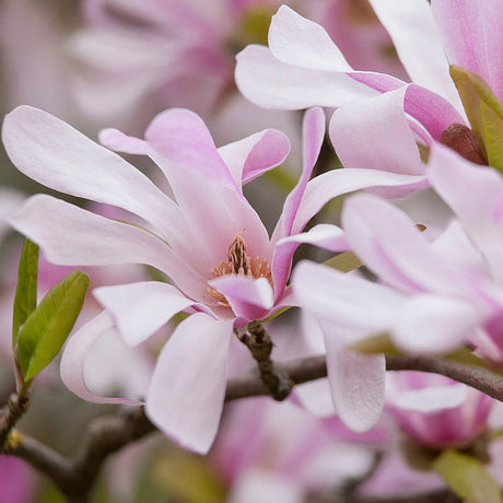 Magnolia Leonard Mesel - VERDENA-livrat in ghiveci de 4 L