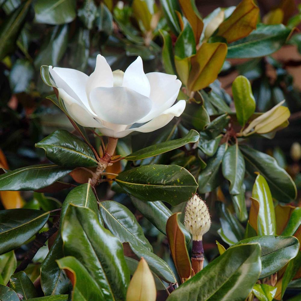 Magnolia Little Gem, 40-50 cm inaltime, in ghiveci de 3L