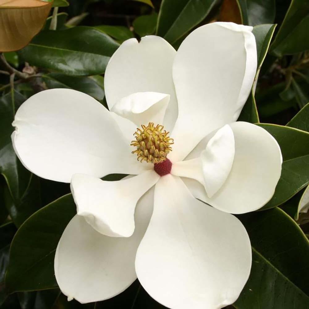 Magnolia Little Gem, 40-50 cm inaltime, in ghiveci de 3L