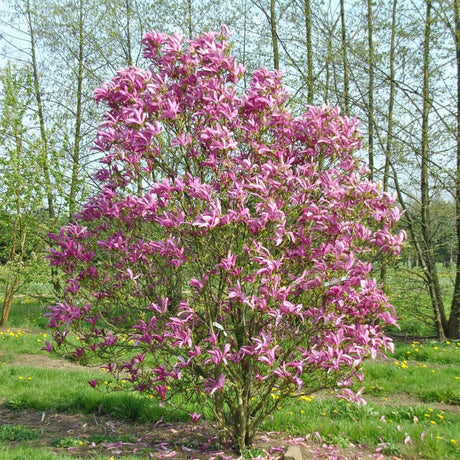 Magnolia magenta Susan - Tip copac - VERDENA-Tulpina de 90 cm inaltime, livrat in ghiveci de 10 l