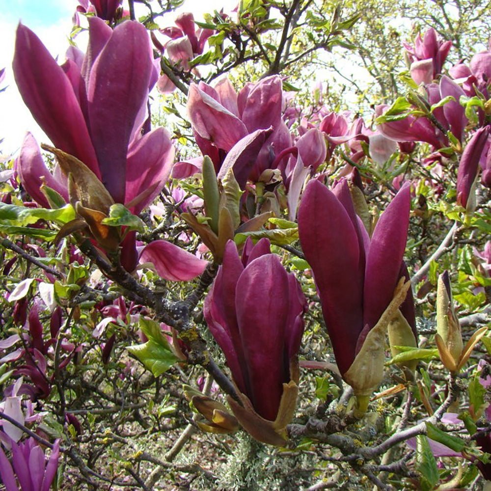 Magnolia Nigra - VERDENA-80 cm inaltime livrat in ghiveci de 5 L