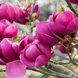 Magnolia purpuriu-inchis Black Tulip - VERDENA-60-80 cm inaltime, livrat in ghiveci de 5 l