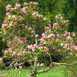Magnolia purpuriu-rosu Nigra - VERDENA-80 cm inaltime, livrat in ghiveci de 5 l
