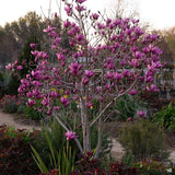 Magnolia purpuriu-rosu Nigra - VERDENA-80 cm inaltime, livrat in ghiveci de 5 l