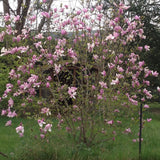 Magnolia Ricki - VERDENA-60 cm inaltime livrat in ghiveci de 7.5 L