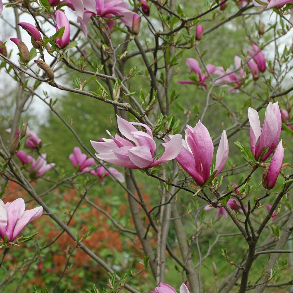 Magnolia Ricki - VERDENA-60 cm inaltime livrat in ghiveci de 7.5 L