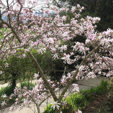 Magnolia Rosea - VERDENA-livrat in ghiveci de 3 L