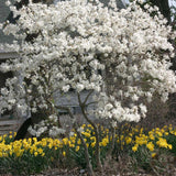 Magnolia Royal Star, Stam 60 cm inaltime, in ghiveci de 7.5L