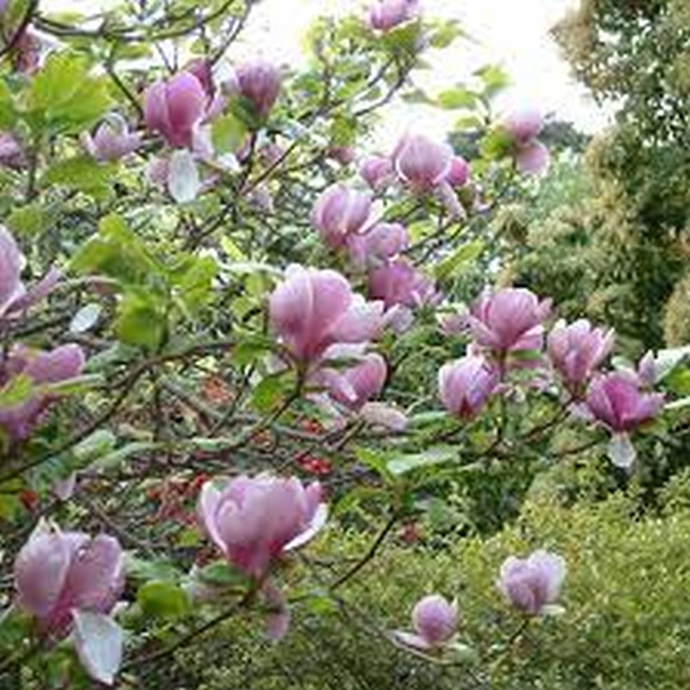 Magnolia roz-alb Soulangeana - Tip copac - VERDENA-Tulpina de 90 cm inaltime, livrat in ghiveci de 10 l