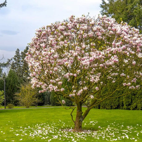 Magnolia roz-alb Soulangeana - Tip copac - VERDENA-Tulpina de 90 cm inaltime, livrat in ghiveci de 10 l
