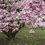 Magnolia roz-alb Soulangeana - Tip copac - VERDENA-Tulpina de 80 cm inaltime, livrat in ghiveci de 15 l
