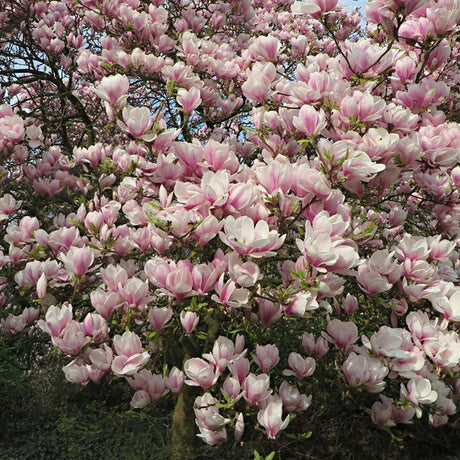 Magnolia roz-alba Soulangeana - VERDENA-60-80 cm inaltime, livrat in ghiveci de 7.5 l
