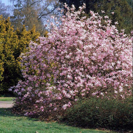 Magnolia roz-pal Leonard Mesel - VERDENA-80-100 cm inaltime, livrat in ghiveci de 7.5 l