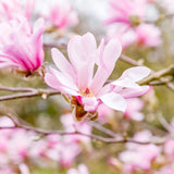 Magnolia roz-pal Leonard Mesel - VERDENA-80-100 cm inaltime, livrat in ghiveci de 7.5 l