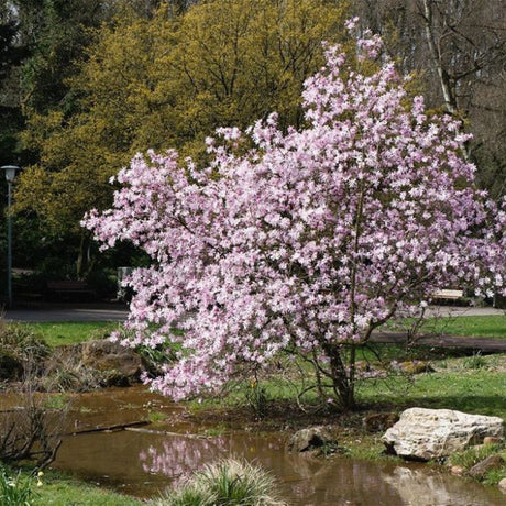 Magnolia roz-pal Leonard Mesel - Tip copac - VERDENA-Tulpina de 90 cm inaltime, livrat in ghiveci de 10 l