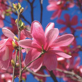 Magnolia roz-purpuriu Galaxy - VERDENA-80-100 cm inaltime, livrat in ghiveci de 7.5 l
