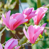 Magnolia roz-purpuriu Galaxy - VERDENA-80-100 cm inaltime, livrat in ghiveci de 7.5 l