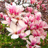 Magnolia Satisfaction, 50-  60 inaltime, in ghiveci de 6L